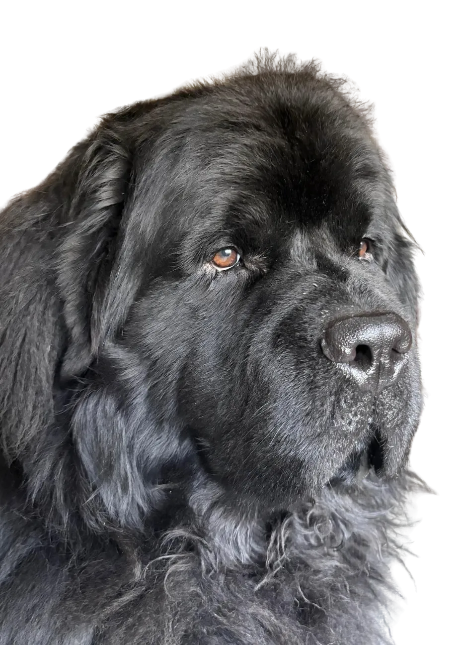 Zippy the Newfoundland
